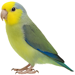 Yellow-faced Parrotlet
